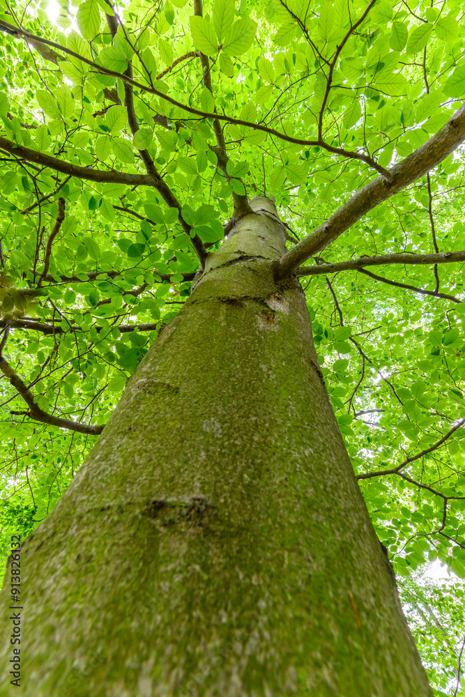 Obraz premium View of a big green tree from the ground