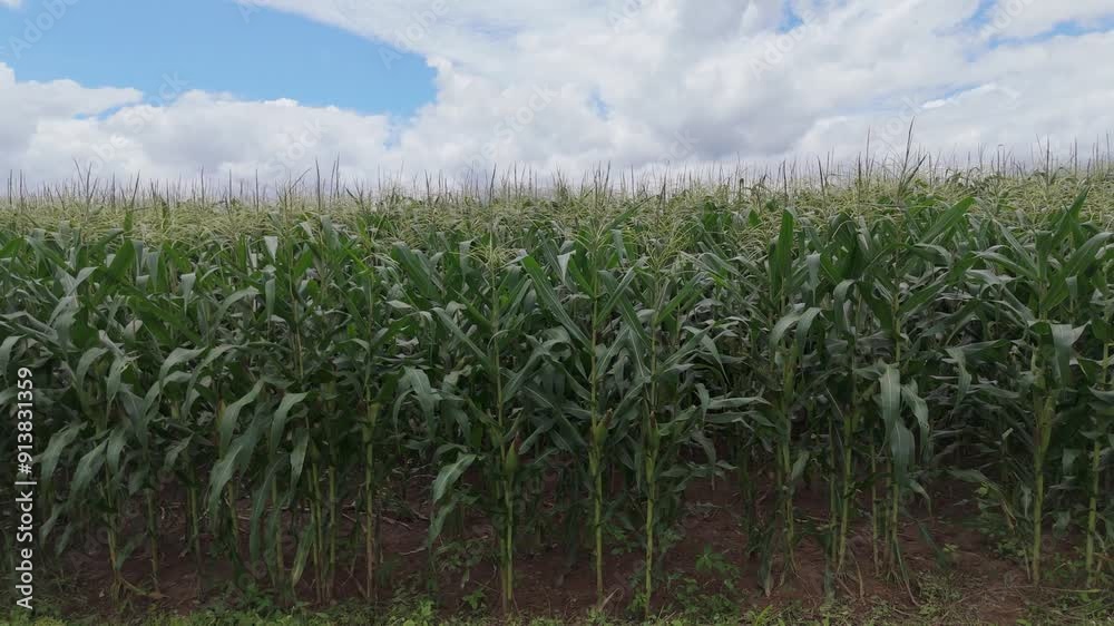 Maize field,corn field growing on soil against the dark sky Maize field,corn field growing on soil against the dark sky