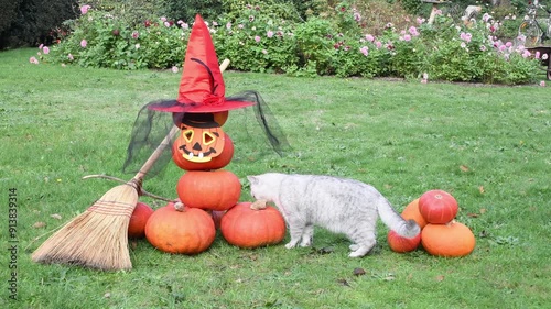 gray kitten sits next to a scarecrow made of pumpkins on the theme of Halloween, on the head of the scarecrow is a hat and scary, next to it is a witch's broom,