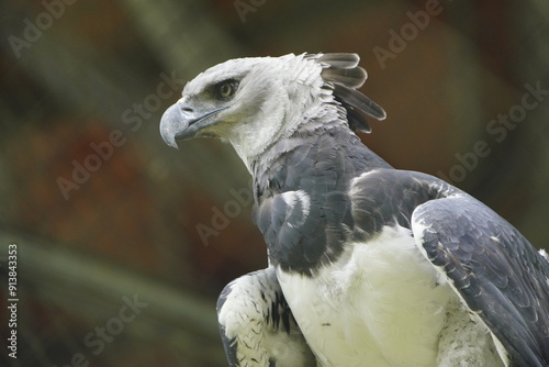 Billede på lærred The harpy eagle (Harpia harpyja) is a large neotropical species of eagle