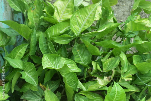 Epipremnum aureum plant is green