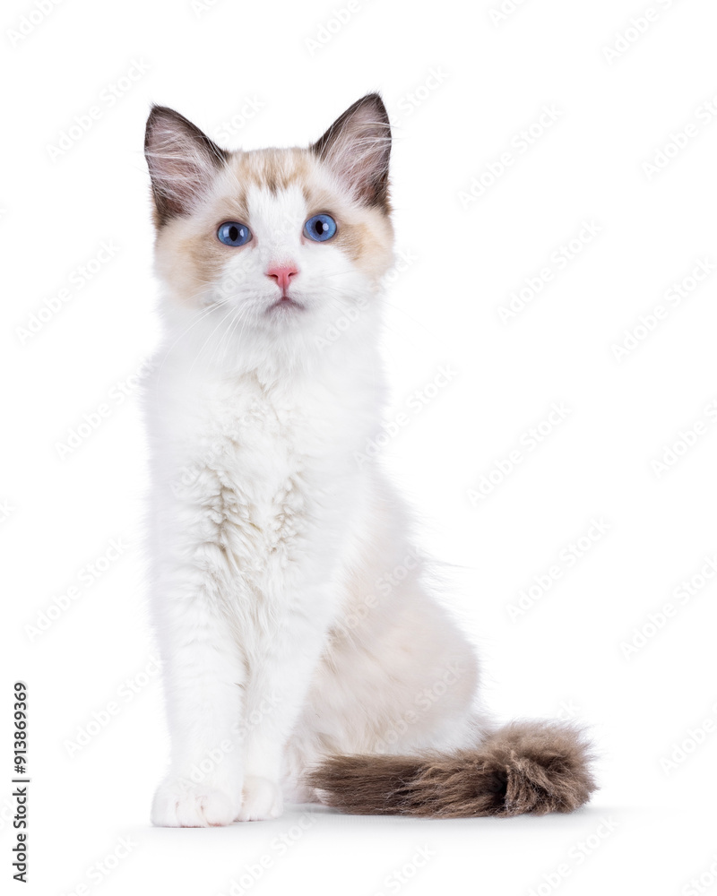 Elegant Ragdoll cat kitten sitting up facing front. Looking curious towards camera with breed typical blue eyes. Isolated on a white background. Elegant Ragdoll cat kitten sitting up facing front. Looking curious towards camera with breed typical blue eyes. Isolated on a white background.