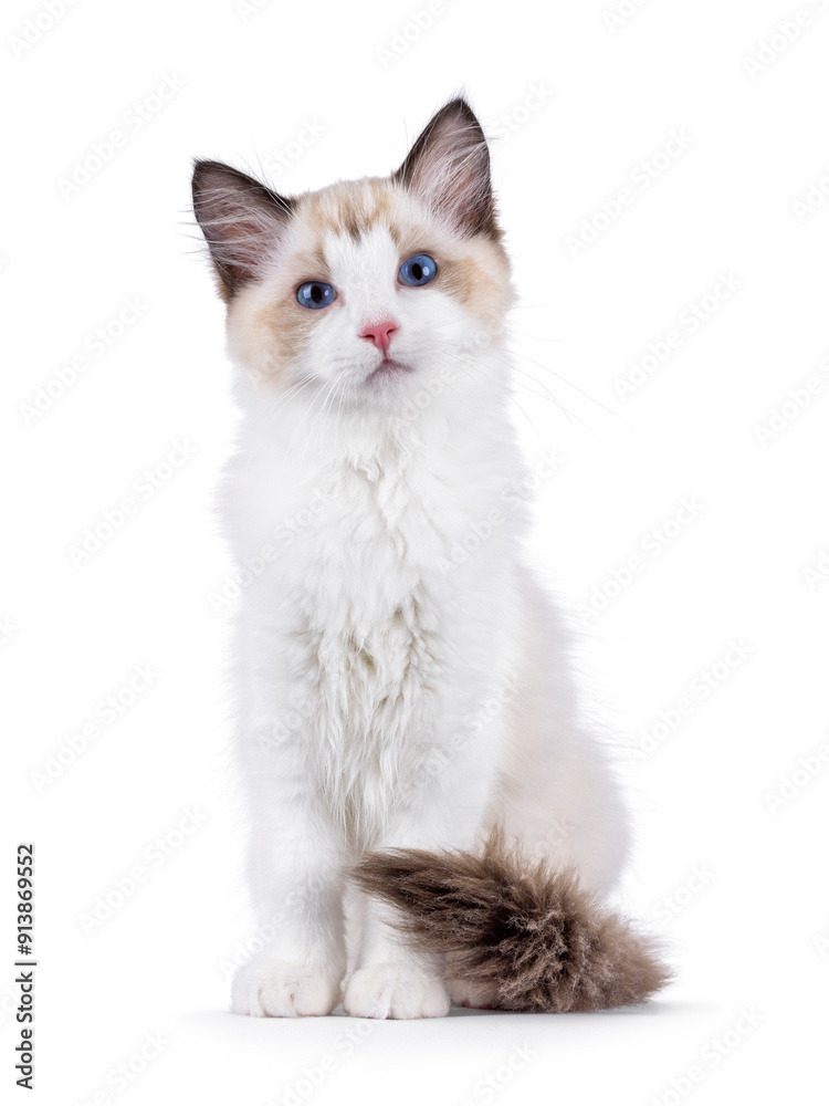 Elegant Ragdoll cat kitten sitting up facing front. Looking curious towards camera with breed typical blue eyes. Isolated on a white background. Elegant Ragdoll cat kitten sitting up facing front. Looking curious towards camera with breed typical blue eyes. Isolated on a white background.