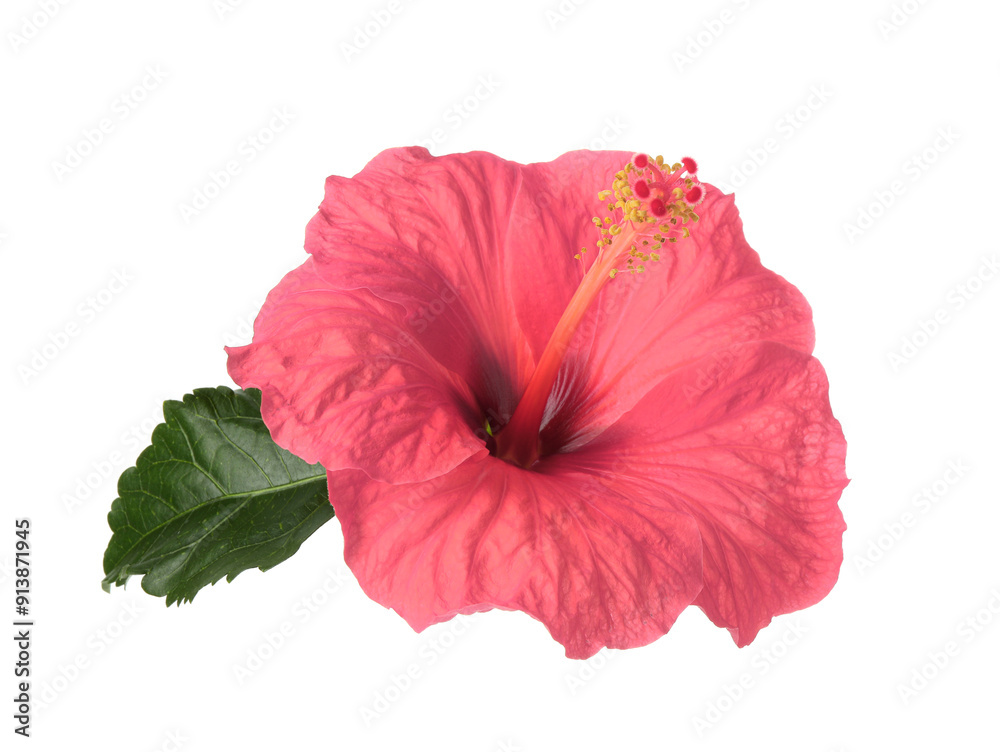Beautiful pink hibiscus flower isolated on white Beautiful pink hibiscus flower isolated on white