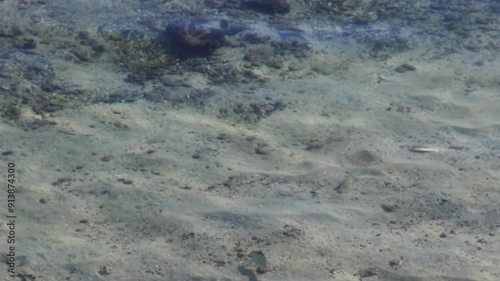 Shallow Ocean Waves Over Sand Bottom With Some Fish Swimming Papeete French Polynesia Tahiti South Pacific
Shallow Ocean Waves Over Sand Bottom With Some Fish Swimming Papeete French Polynesia Tahiti South Pacific