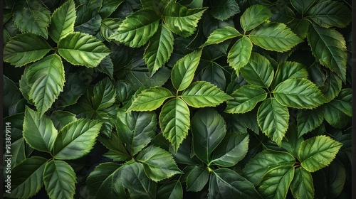 Lush Green Leaves Arranged Artfully Against a Dark Background in Nature's Harmony