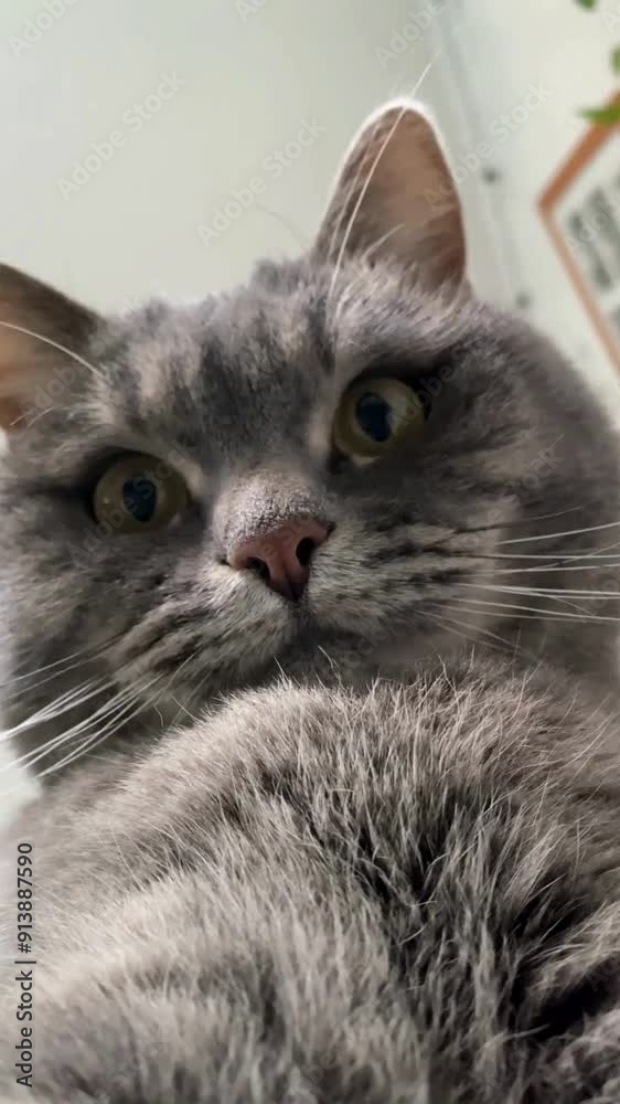 Cat videos Cat videos