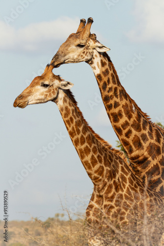 A male giraffe attempting to mate with a female.