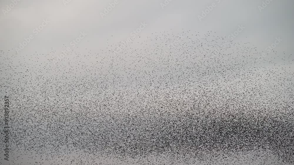 Starling birds murmuration in the sky during a winter sunset at the end of the day. Huge groups of starlings (Sturnidae) in the sky that move in shape-shifting clouds before landing in the trees and f Starling birds murmuration in the sky during a winter sunset at the end of the day. Huge groups of starlings (Sturnidae) in the sky that move in shape-shifting clouds before landing in the trees and f