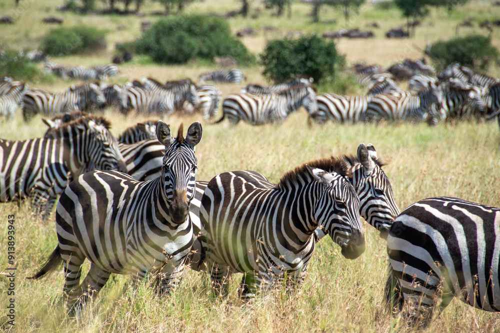 Fototapeta premium Herd of Zebras Running in the African Savannah