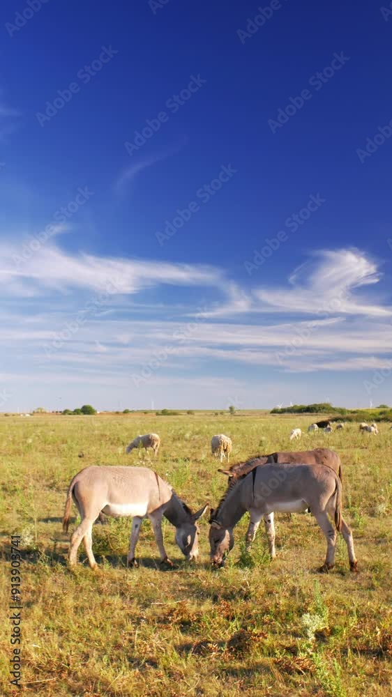Donkey grazing peacefully in a green field. Donkey grazing peacefully in a green field.
