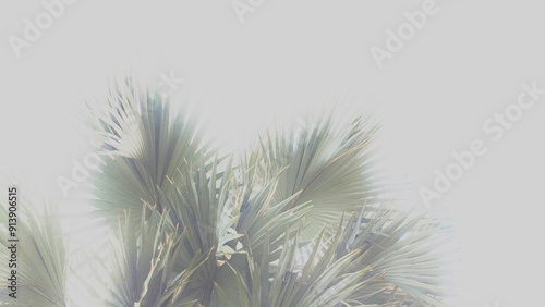 The image features a close-up of palm leaves against a clear sky. The leaves are delicate and feathery, with a soft, muted color palette. The overall impression is one of peace and tranquility. photo