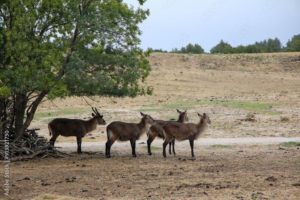 A small group of waterbucks stands near a tree in the arid savanna, illustrating their natural behavior and the harmony of wildlife within their native habitat, set against a vast, open landscape. A small group of waterbucks stands near a tree in the arid savanna, illustrating their natural behavior and the harmony of wildlife within their native habitat, set against a vast, open landscape.