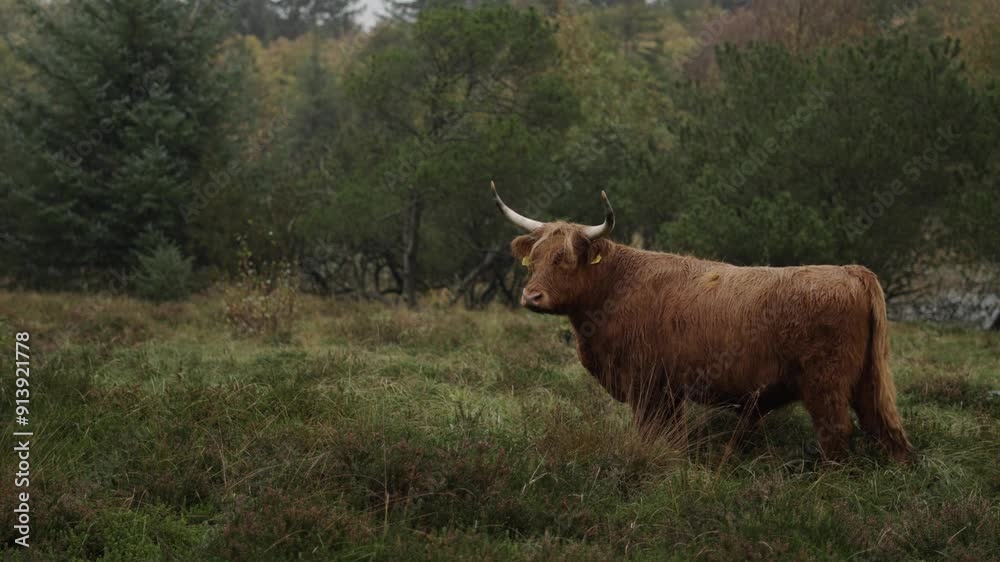 Galloway Highland cattle standing in a tranquil Danish landscape on a rainy day. Set by a serene lake, the lush pastures and dense woodlands create a picturesque, soothing backdrop.