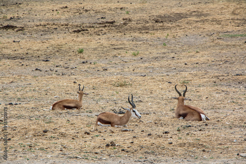 Fototapeta premium Three gazelles lie quietly on a vast, dry terrain. Their slender bodies and curved horns contrast with the barren earth, capturing the peaceful coexistence of wildlife in harsh environments.