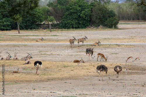 A serene scene of various animals grazing and resting on a vast, dry plain surrounded by greenery, emphasizing the harmonious interaction between wildlife and nature.