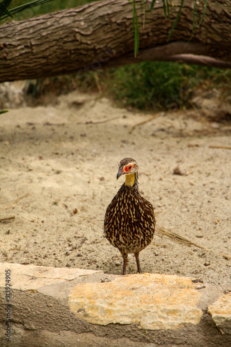 Yellow-necked spurfowl stands on a stone ledge against a sandy background, displaying its speckled plumage and bright red facial markings. The natural setting highlights the bird's distinctive feature photo