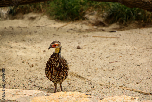 Yellow-necked spurfowl on a stone ledge, displaying its speckled feathers and vivid red facial markings. The bird's distinctive features stand out against the neutral, sandy environment. photo