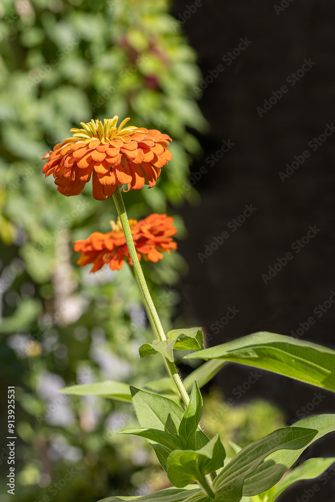 Dirty Lady Flower .Zinnia elegans, also known as Zinnia, is an annual flowering plant in the Asteraceae family.