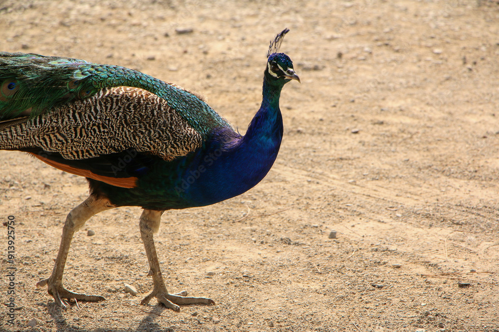 Fototapeta premium Peacock strutting on a sandy surface, displaying its brilliant blue and green feathers. The contrast between the colorful plumage and the neutral ground is striking.