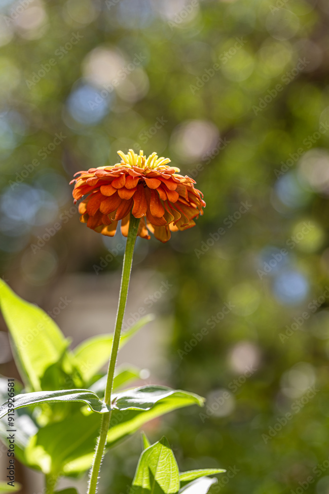 Dirty Lady Flower .Zinnia elegans, also known as Zinnia, is an annual flowering plant in the Asteraceae family.