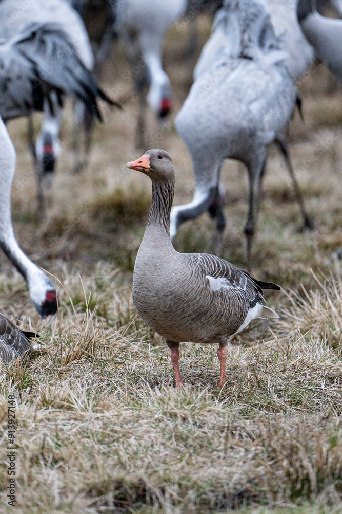 Cranes (grus grus) during a courtship dance and in the background a group of cranes eating and fighting and standing around the lake Cranes (grus grus) during a courtship dance and in the background a group of cranes eating and fighting and standing around the lake