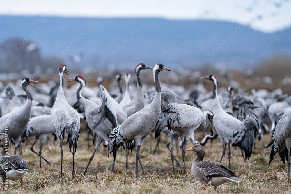 Obraz premium Group of cranes eating and fighting and standing around the lake