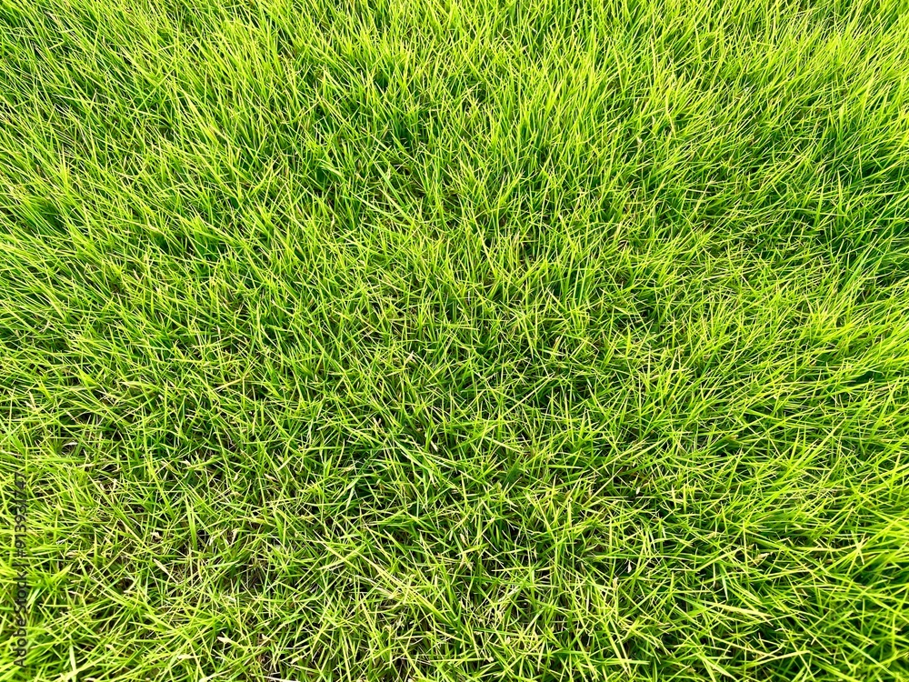 Close up green grass in the yard Close up green grass in the yard