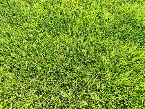 Close up green grass in the yard