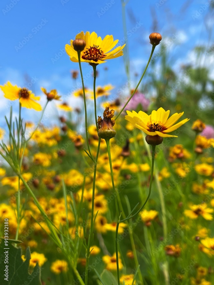 Wild nature scene of plain coreopsis decorating the meadow in summer Wild nature scene of plain coreopsis decorating the meadow in summer