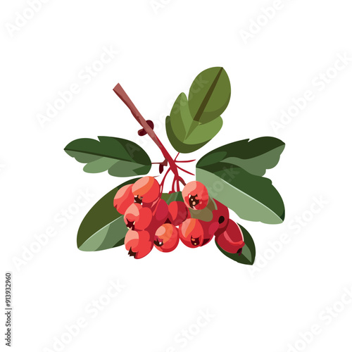 Rowan on a branch with leaves. Red juicy berry. Vector illustration on a white background.