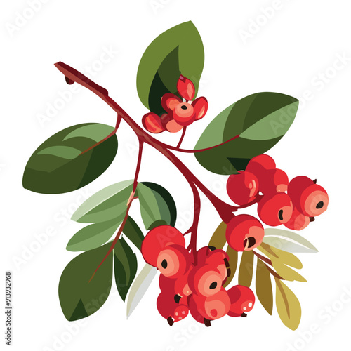 Rowan on a branch with leaves. Red juicy berry. Vector illustration on a white background.