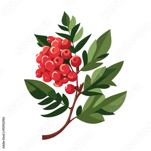 Rowan on a branch with leaves. Red juicy berry. Vector illustration on a white background.