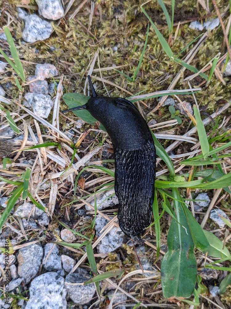 A black slug seen in its natural habitat, moving slowly along a path covered with grass and gravel A black slug seen in its natural habitat, moving slowly along a path covered with grass and gravel