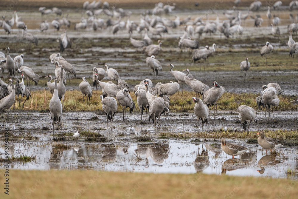 Group of cranes eating and fighting and standing around the lake Group of cranes eating and fighting and standing around the lake