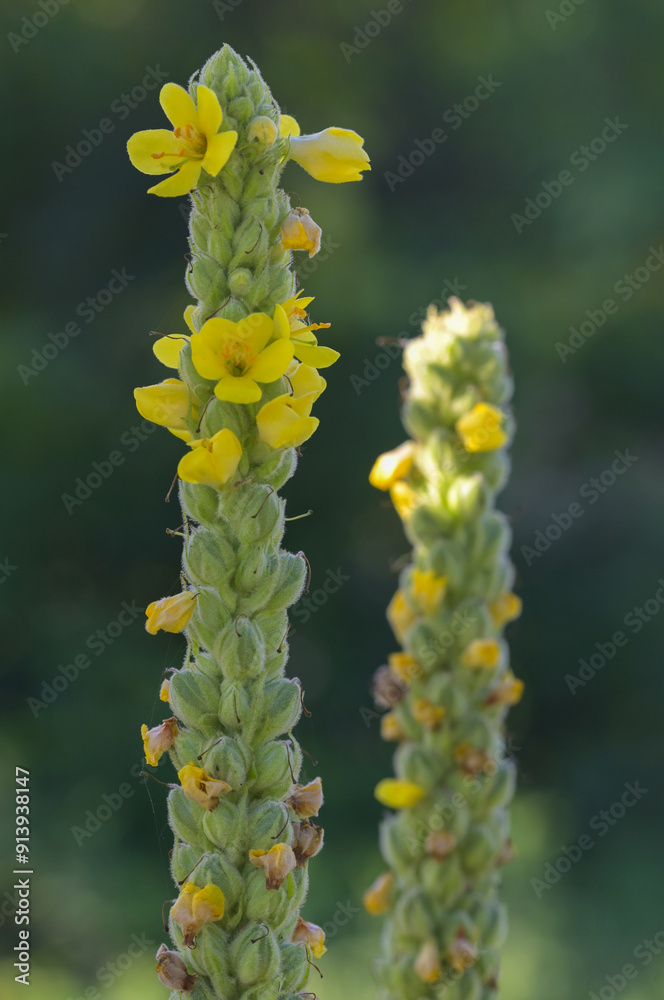 Beautiful close-up of verbascum thapsus Beautiful close-up of verbascum thapsus