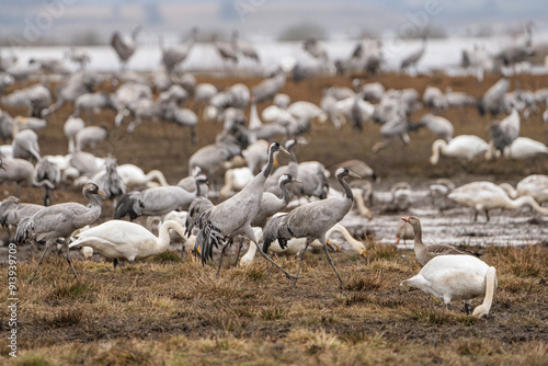 Group of cranes eating and fighting and standing around the lake photo