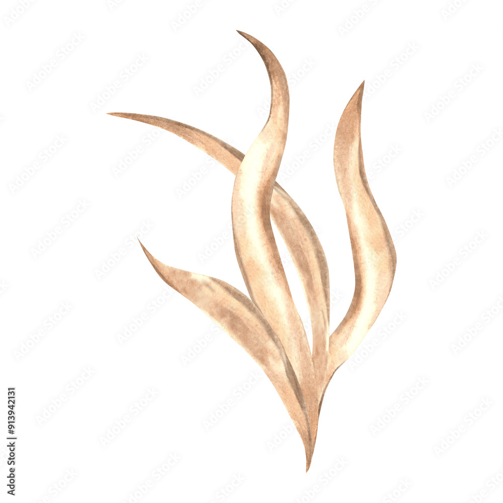 Obraz premium Underwater Seaweed. Hand drawn watercolor illustration isolated of background. Oceanic Algae, sea laminaria. Marine tropical flora theme. Clipart for cosmetic, print, food production, sticker, label.