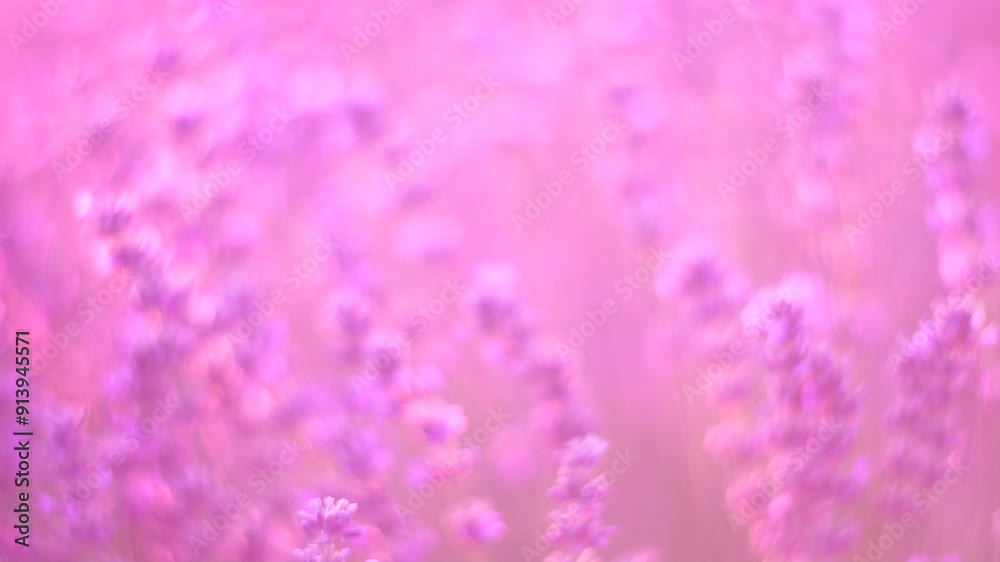 Lavender fields with fragrant purple flowers bloom at sunset. Lush lavender bushes in endless rows. Organic Lavender Oil Production in Europe. Garden aromatherapy. Slow motion, close up Lavender fields with fragrant purple flowers bloom at sunset. Lush lavender bushes in endless rows. Organic Lavender Oil Production in Europe. Garden aromatherapy. Slow motion, close up