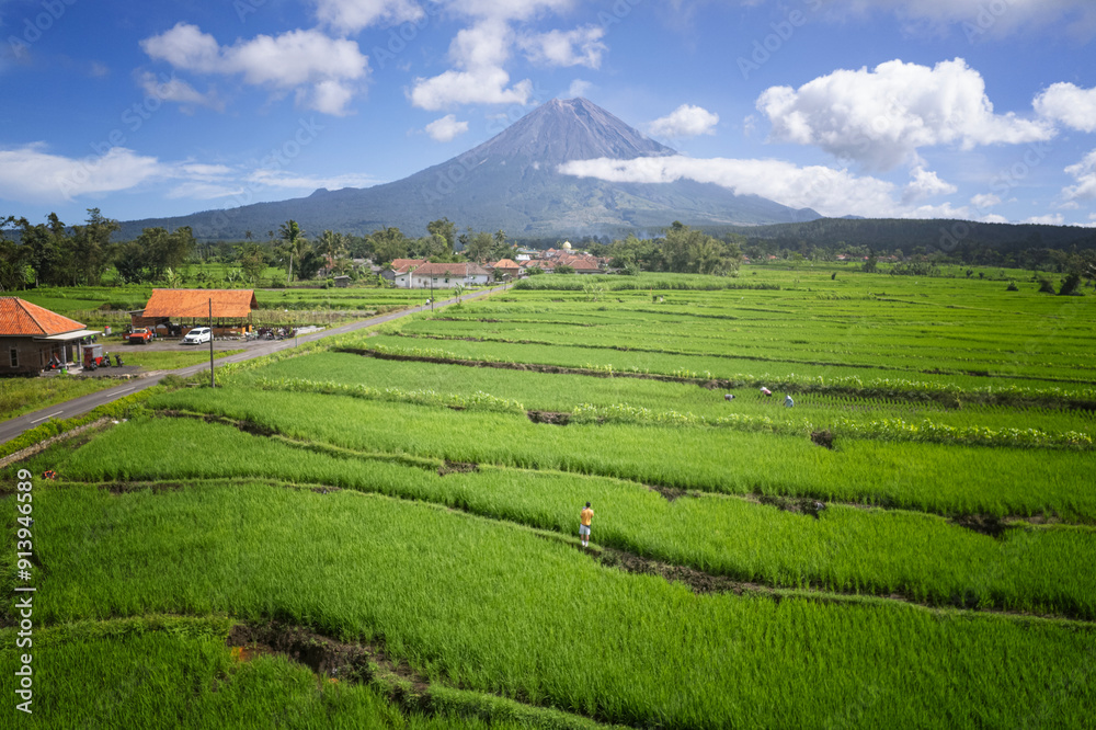 Obraz premium Mt Semeru with green paddy in Indonesia