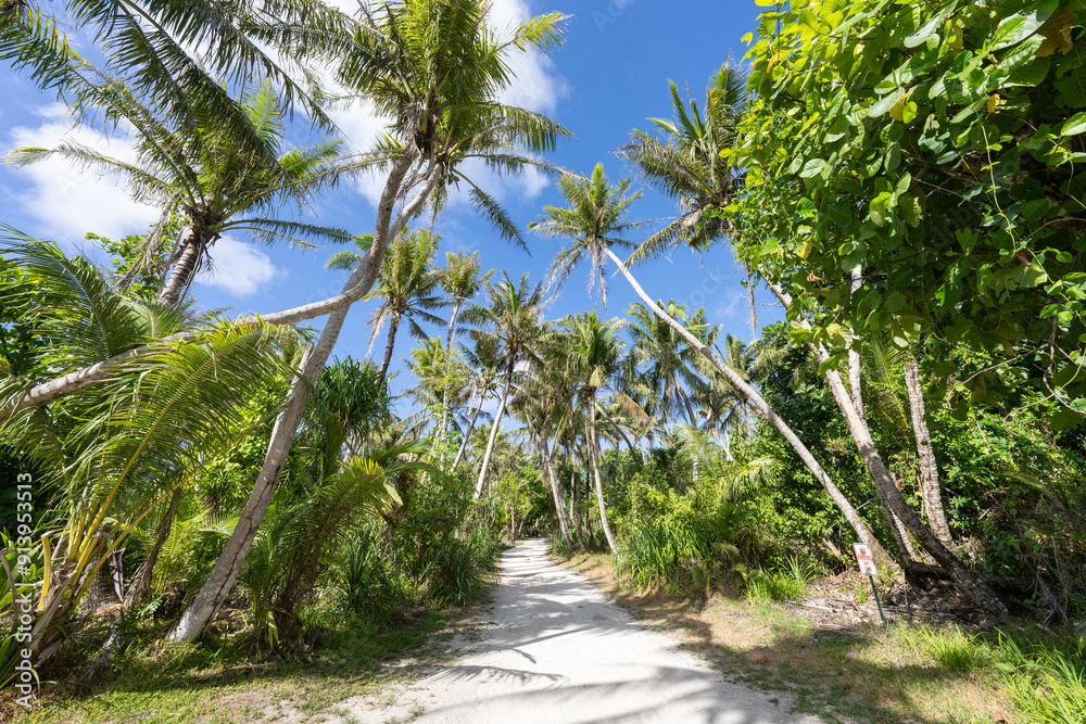Jungle trail with palm trees, Guam, US Territory