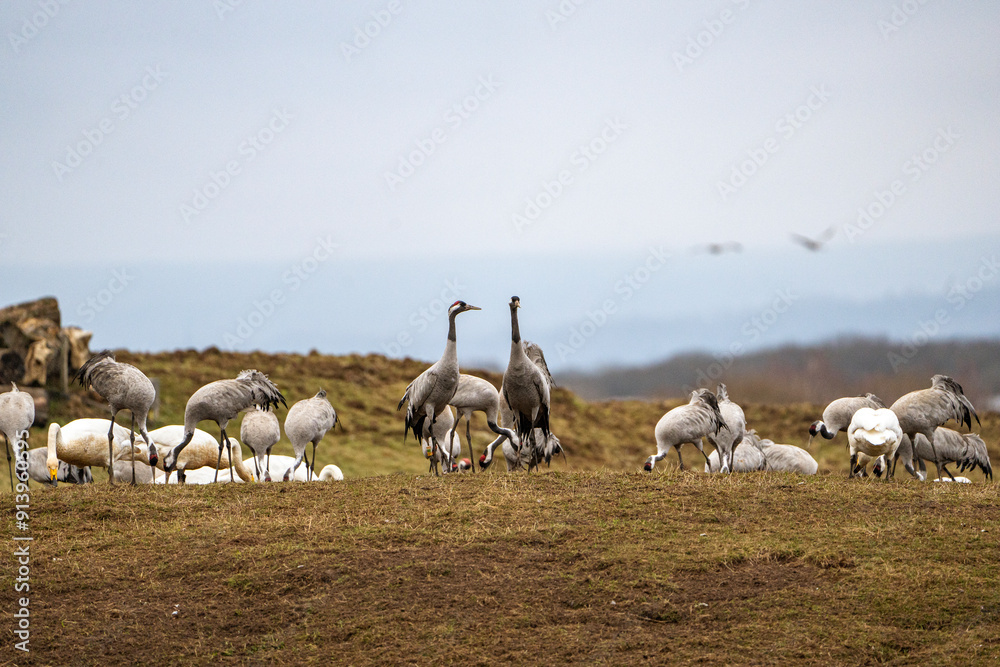 Group of cranes eating and fighting and standing around the lake Group of cranes eating and fighting and standing around the lake