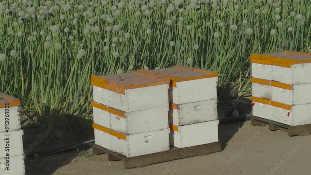 Aerial pull back reveal of beehives in front of a green onion field on a sunny day. Highlight beekeeping and vibrant farm scenery with detailed hive views in this bright agricultural setting. Aerial pull back reveal of beehives in front of a green onion field on a sunny day. Highlight beekeeping and vibrant farm scenery with detailed hive views in this bright agricultural setting.