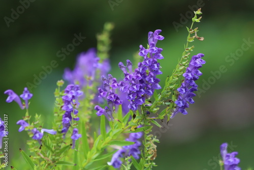 Fényképezés Baikal skullcap, scutellaria baicalensis, medicinal plant.