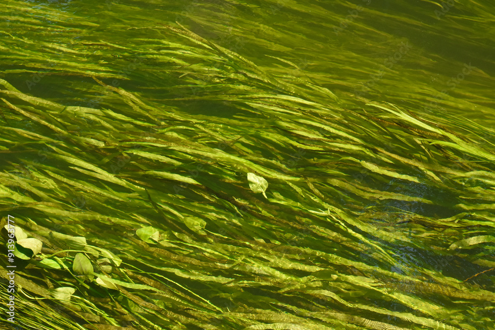 Green waving underwater plants in summer Green waving underwater plants in summer