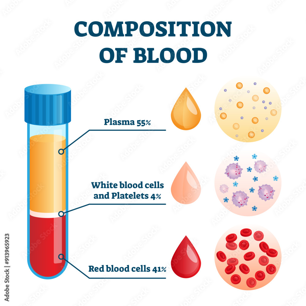 Composition of blood illustration, transparent background.Labeled anatomical structure scheme with plasma, white and red cells and platelets.