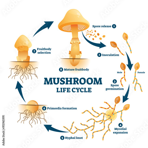 Mushroom anatomy life cycle stages diagram, illustration labeled circular scheme, transparent background. From spore release to inoculation, germination.
