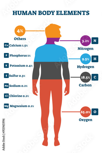 Human body elements, illustration infographic, transparent background. Proportional percentage for nitrogen, hydrogen, carbon, oxygen and others.