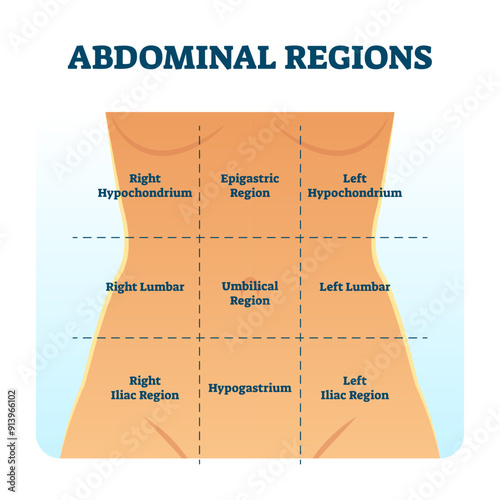 Abdominal quadrant regions scheme as stomach division illustration, transparent background. Labeled examination graphic with hypochondrium.