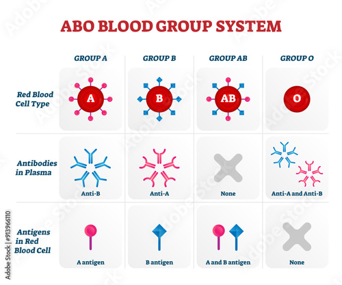 ABO blood group types illustration, transparent background. Educational labeled nursing information chart. Red blood cell, antibodies in plasma and antigens combination diagram.